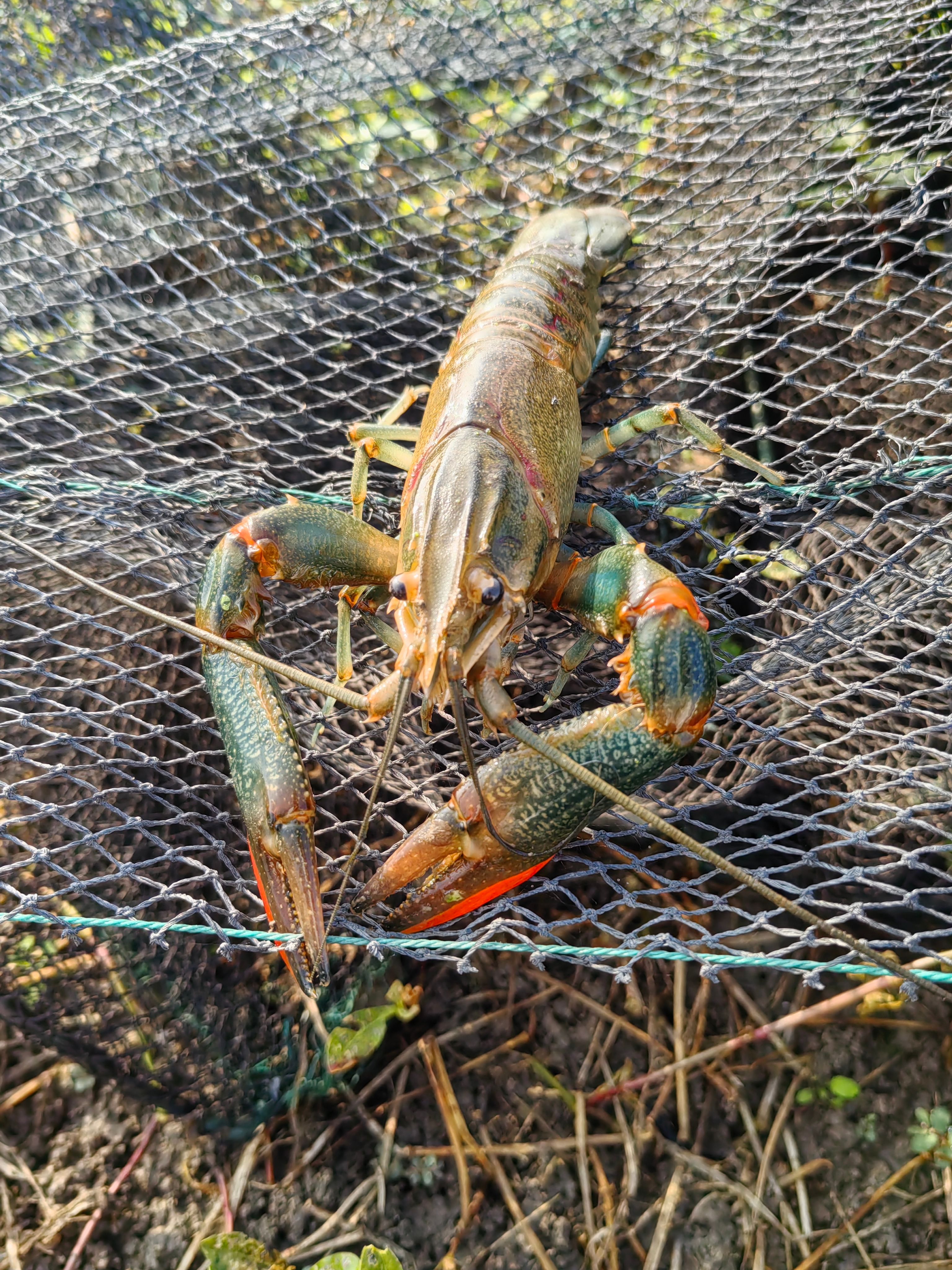 澳洲淡水蓝龙虾