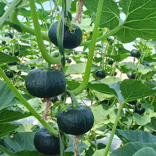 山阴县贝贝南瓜