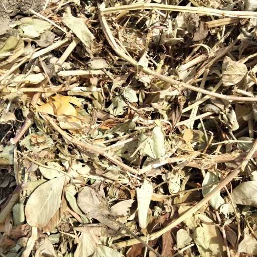 南阳花生秧草料牛羊草料花生秧常年加工销售