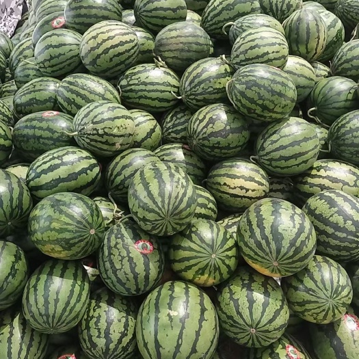 砀山县安徽砀山甜王产区，个大，皮薄，糖度高，耐运输，货发全国。