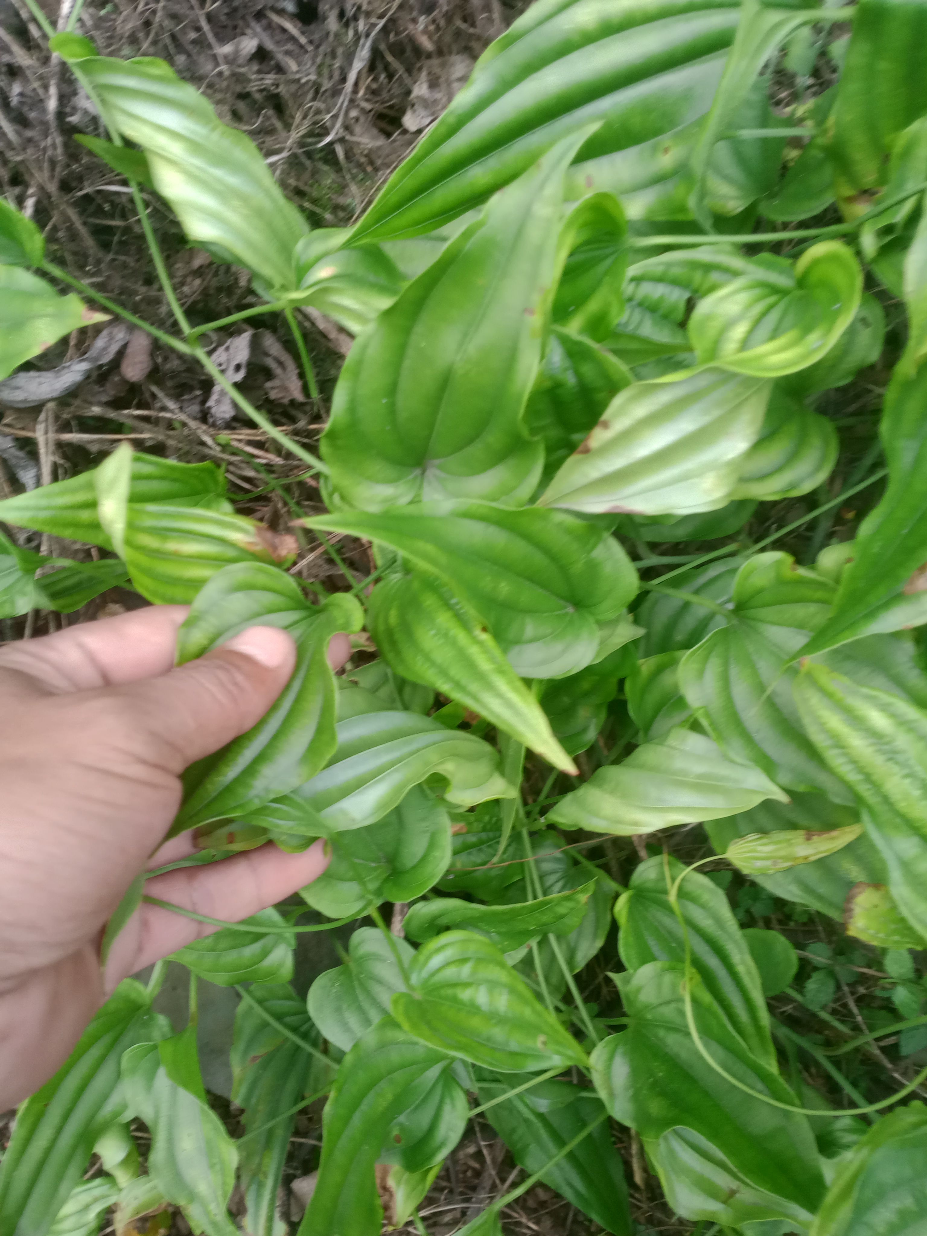 百部苗
