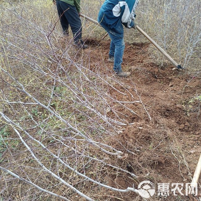 冀酸成品嫁接酸枣苗，当年栽种当年挂果，随要随起，现起现发。