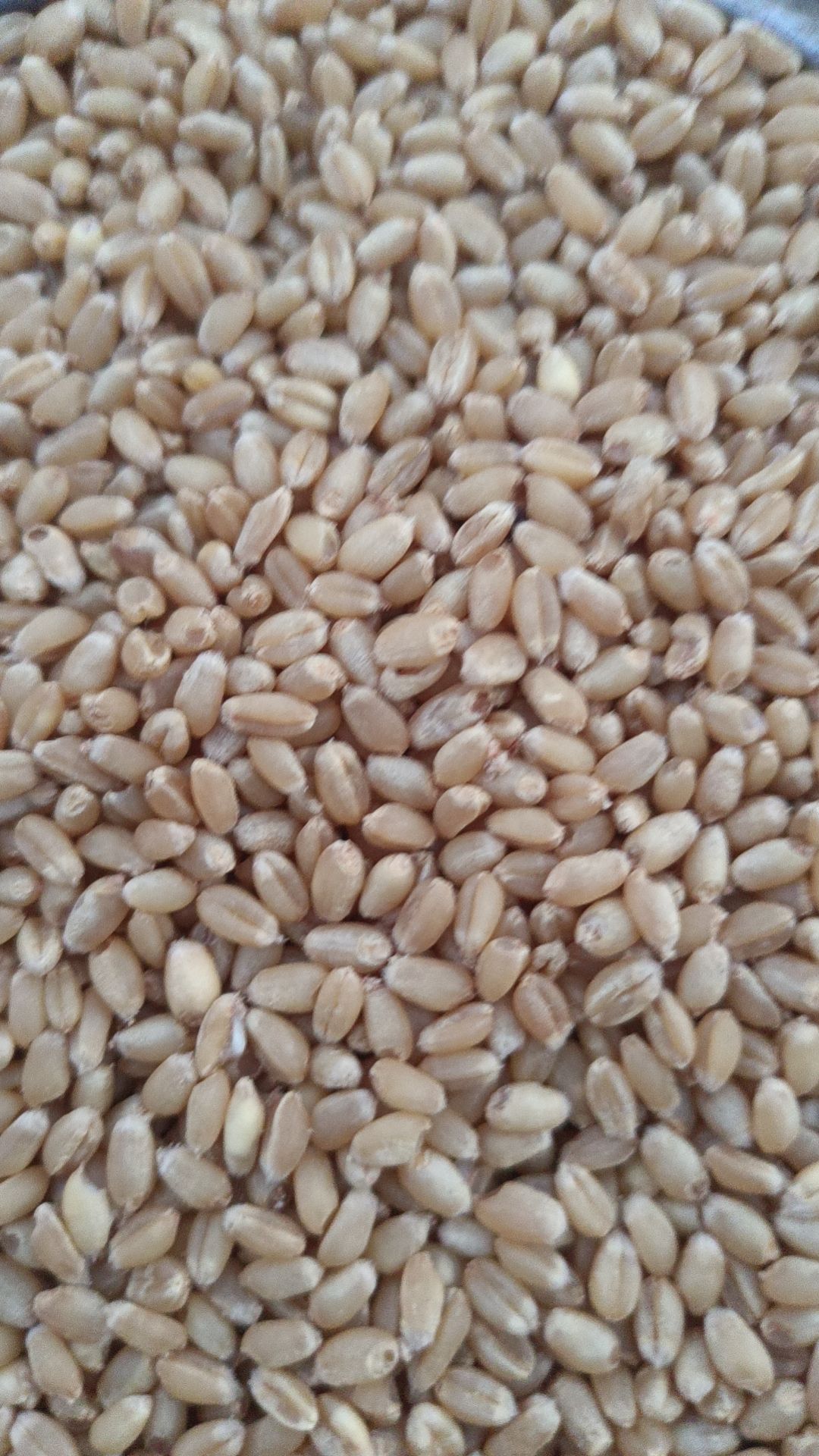 湖北天门地区小麦，品种9023和西农品种，光照充足，雨量充沛