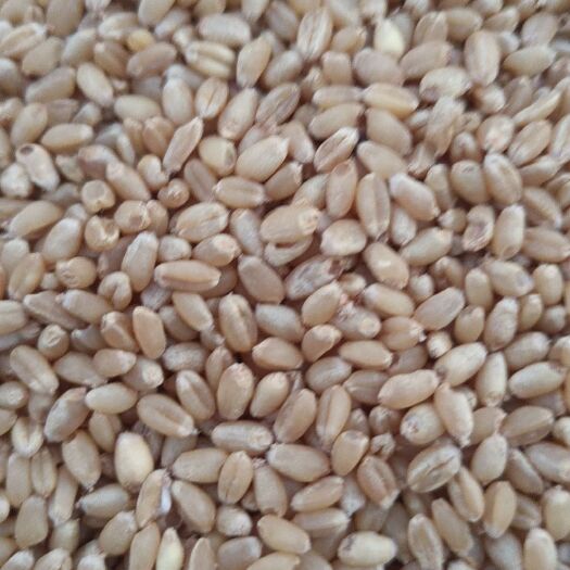 天门市湖北天门地区小麦，品种9023和西农品种，光照充足，雨量充沛