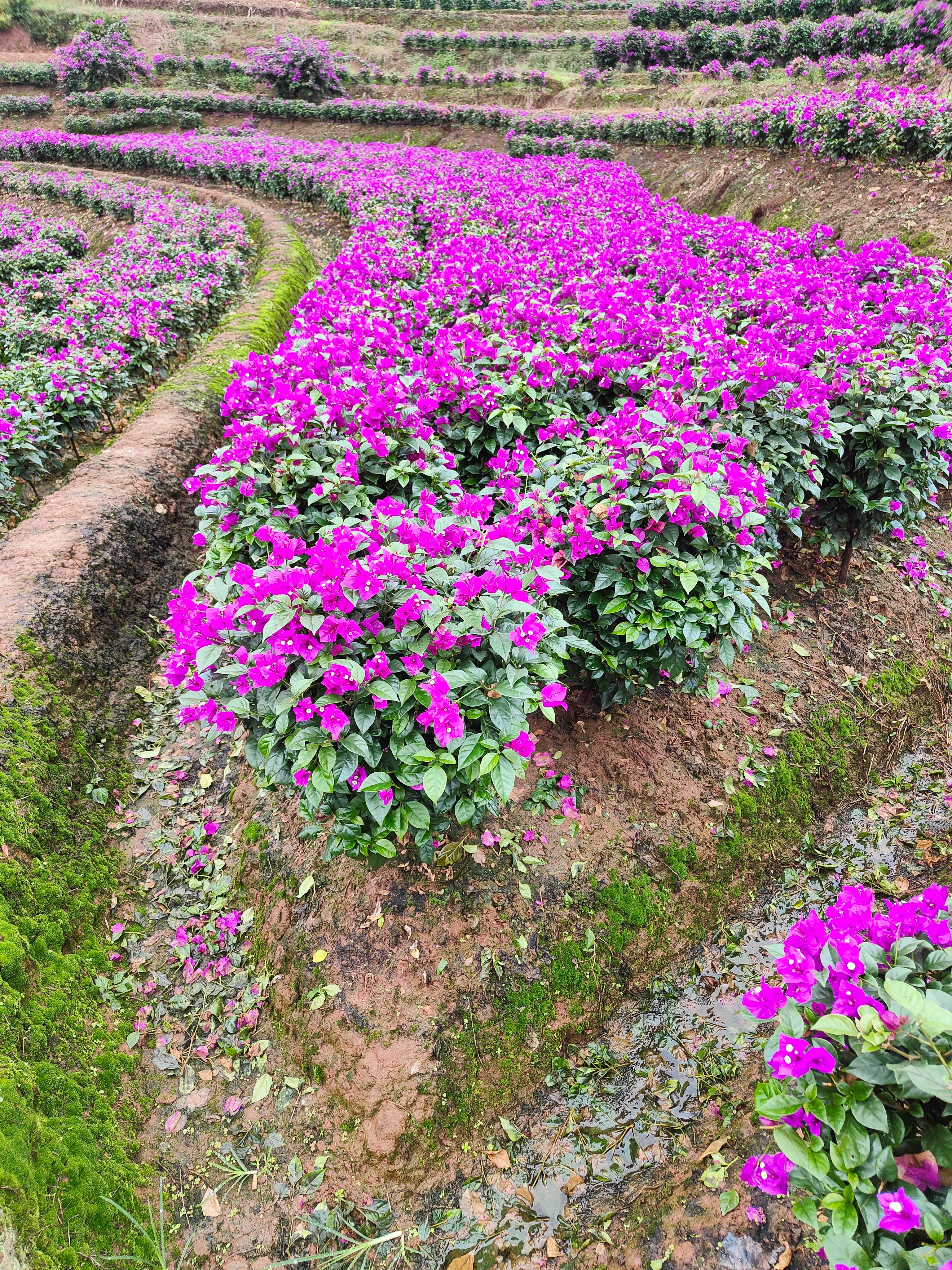 紫花三角梅高度70