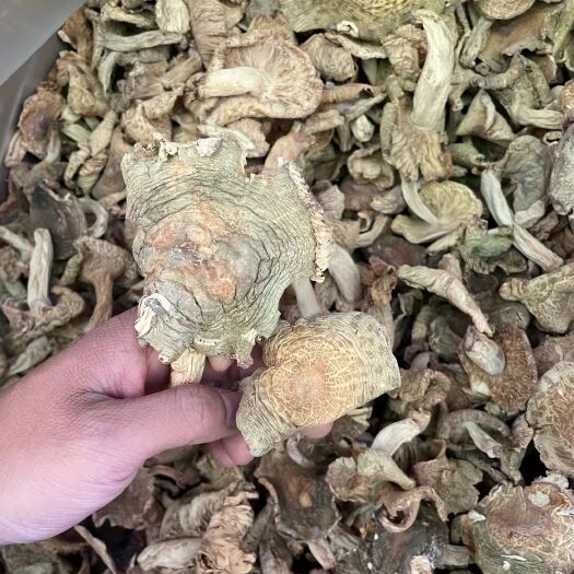 武定县青头菌好货