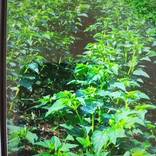 建水县冰粉籽，云南产地直供，销往全国各地，量大从优，颗粒饱满