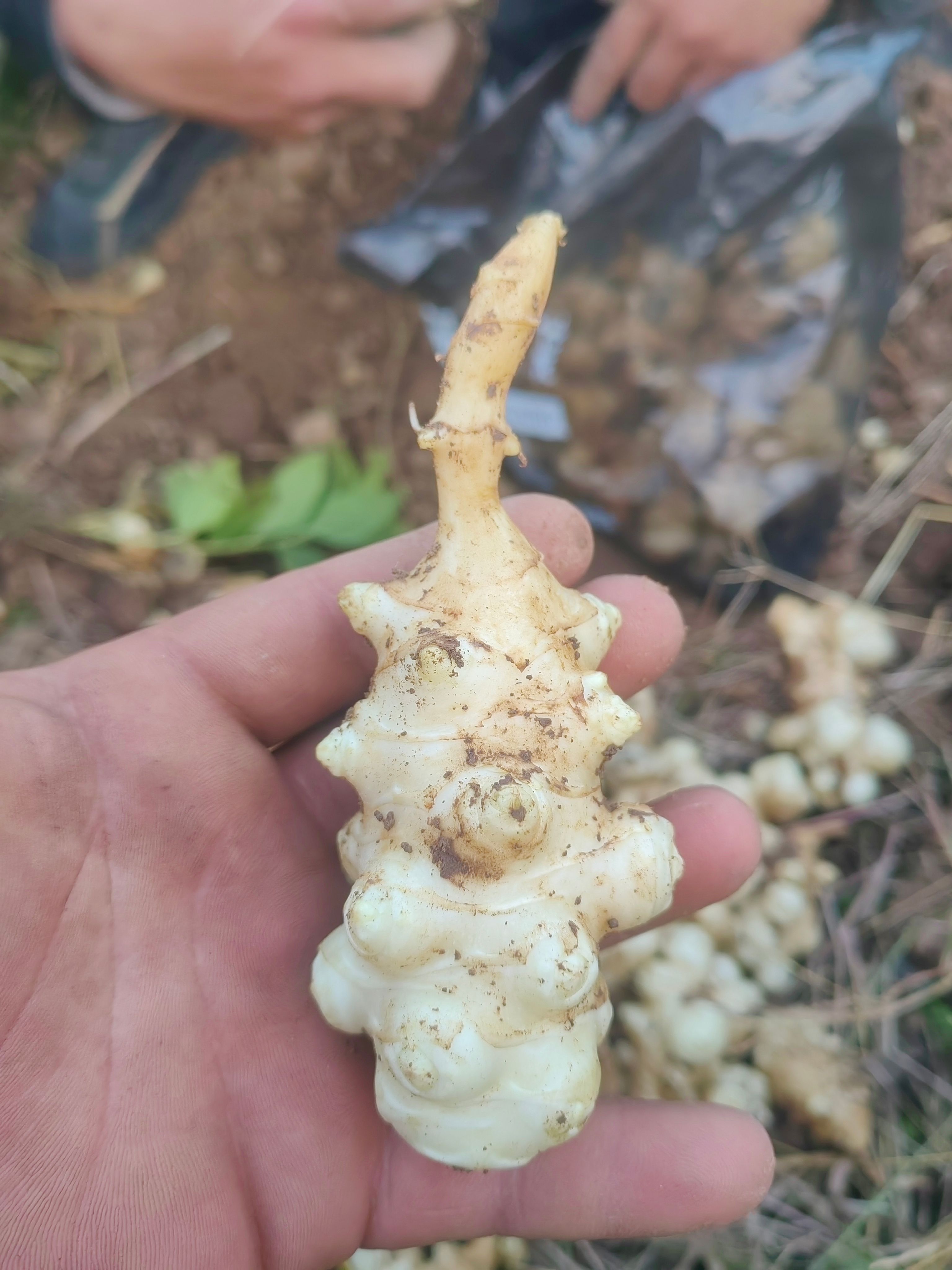 早熟洋姜种，七月份就可以上市