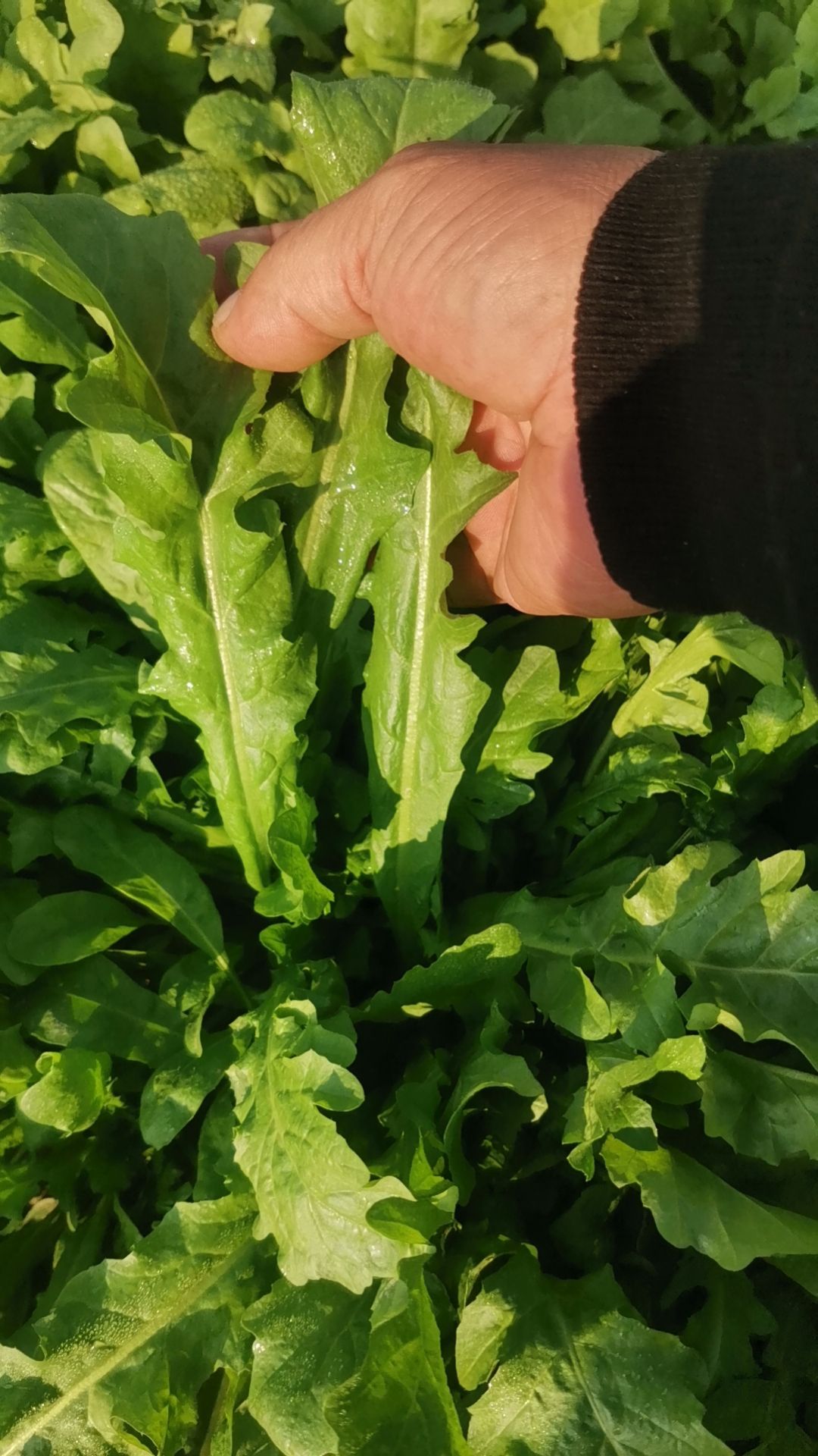 商丘虞城万亩荠荠菜，毛菜，净菜，预包装打冷荠菜块，荠菜碎等