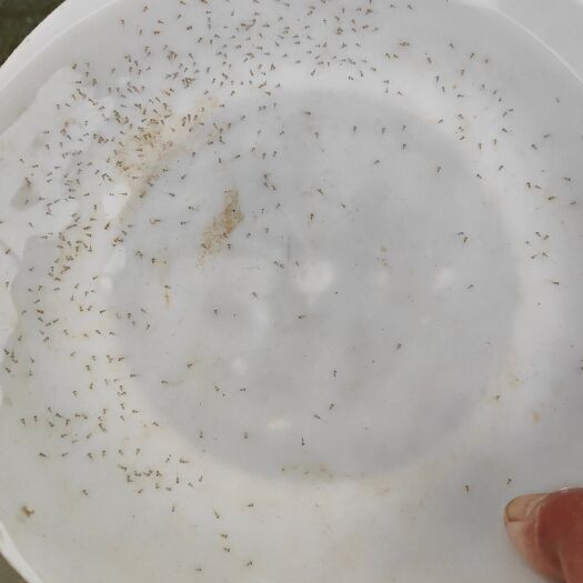 佛山苗场直供加州鲈鱼水花 棕片，无抗无病毒，欢迎检测