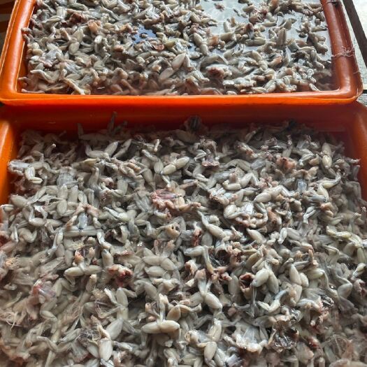 汕头小蛙肉，每只20到60克，每包10斤装，保质保量