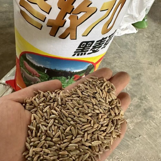 通渭县冬牧70黑麦草