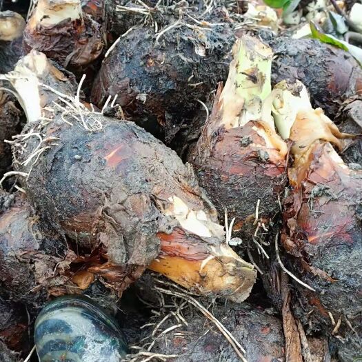 余干县荔蒲芋头  产地直销  货源充足  大量批发  个头圆润
