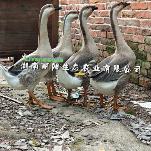 衡阳灰鹅苗 厂家批发直销马岗鹅草鹅白鹅大种灰鹅苗朗德鹅苗杂交鹅