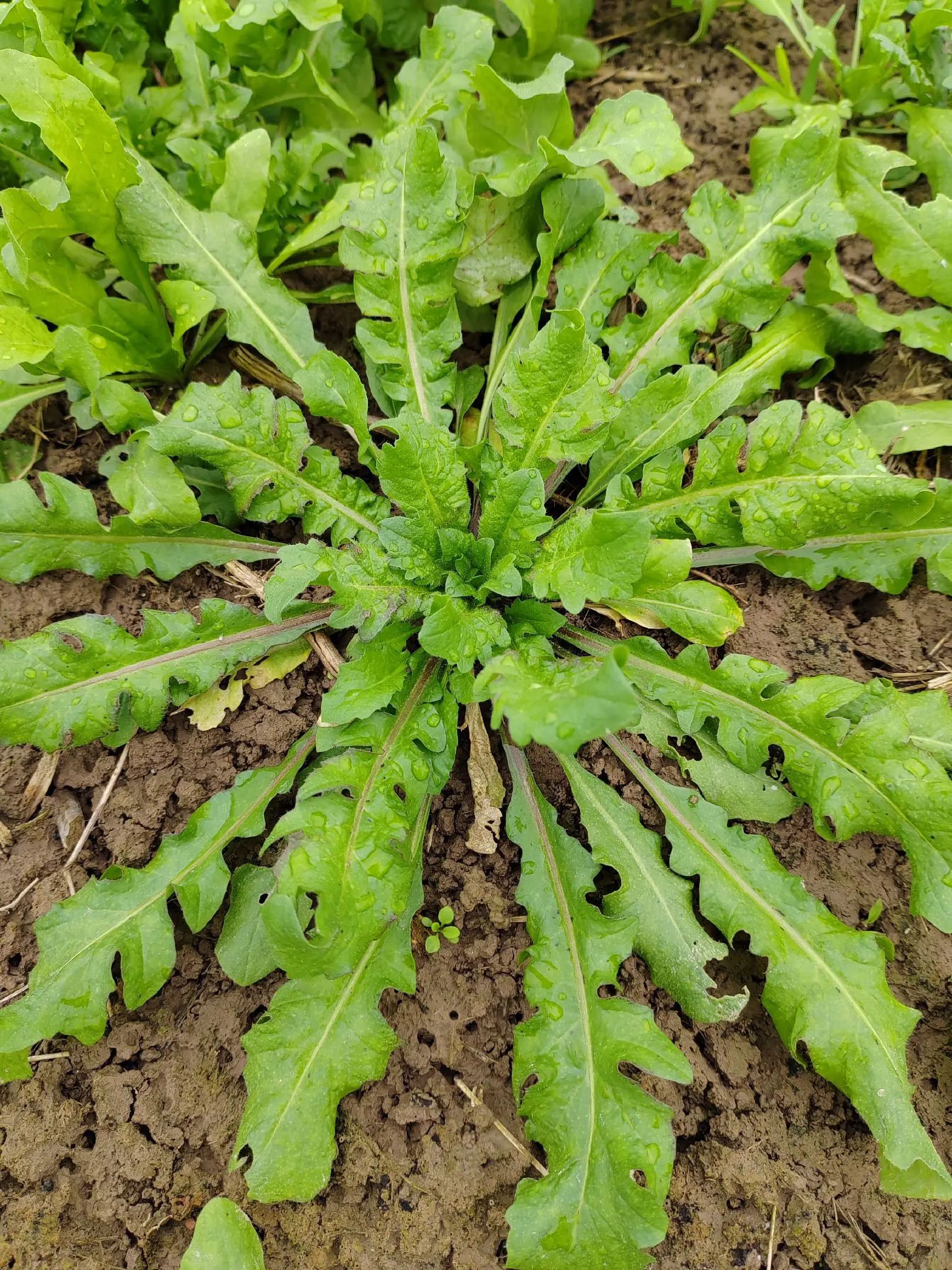 商丘虞城万亩荠荠菜，毛菜，净菜，预包装打冷荠菜块，荠菜碎等