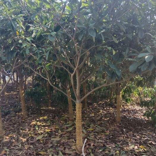 沭阳县枇杷树，