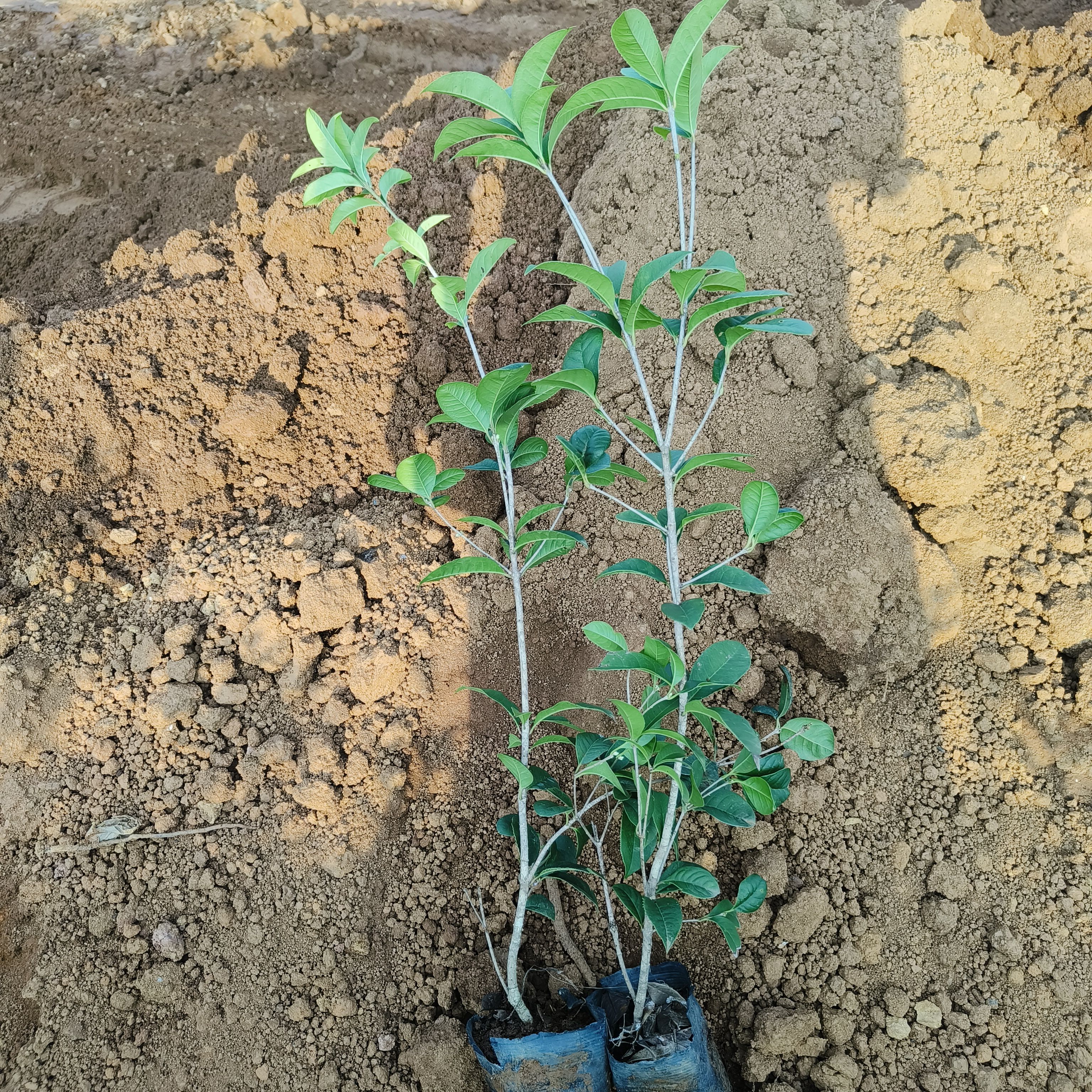 四季桂  杯苗，扦插苗，地苗