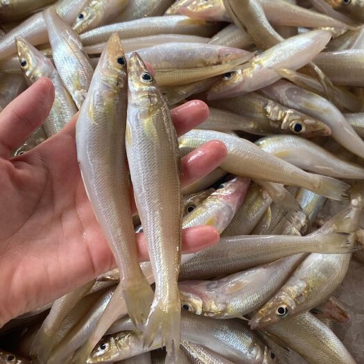 湛江沙丁鱼，沙尖鱼，新鲜，批发价