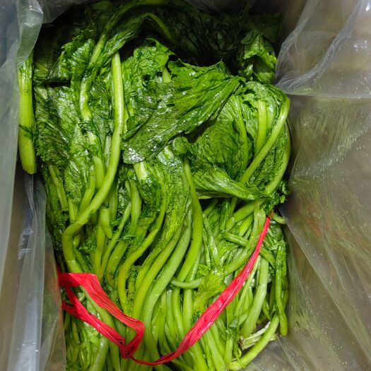 香河县芥菜雪里红
