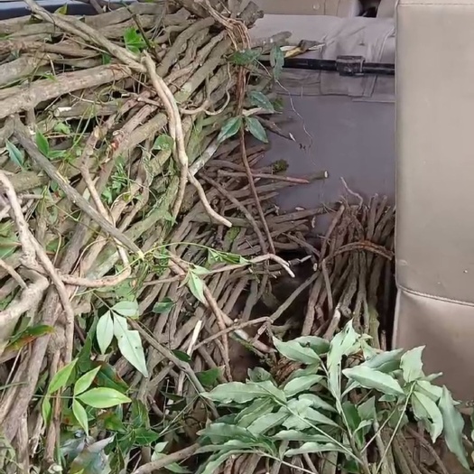 攸县黄芪一直没有找到收购商，今天刚挖的，不知哪位老板需要采购