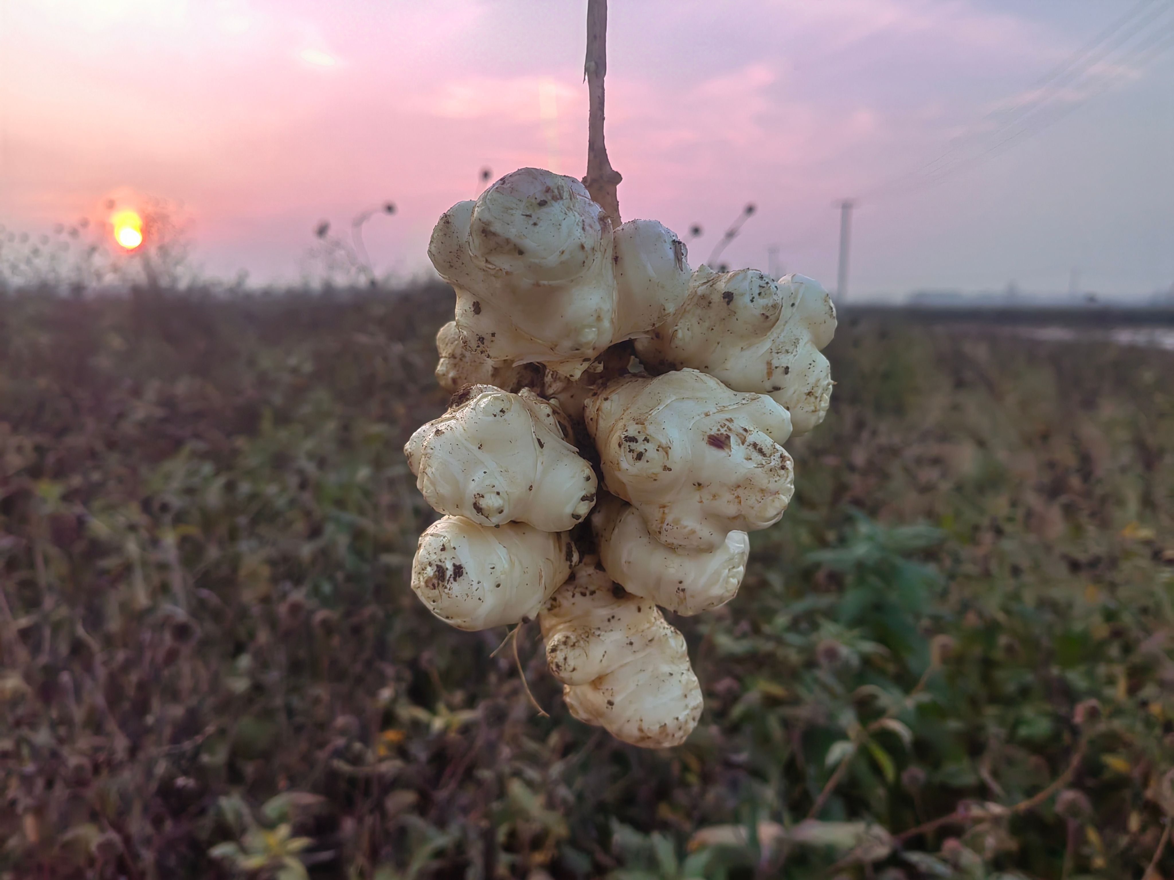 早熟洋姜种，七月份就可以上市