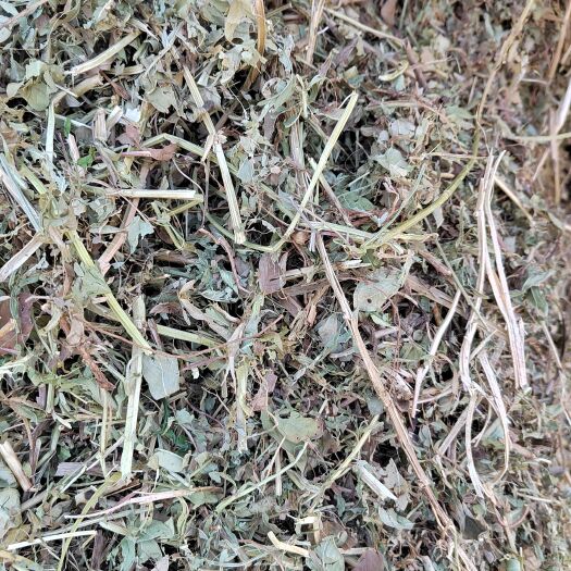 延津县花生秧