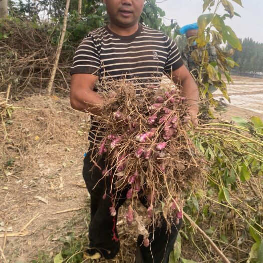 郓城县胰岛果种，红果菊芋种，