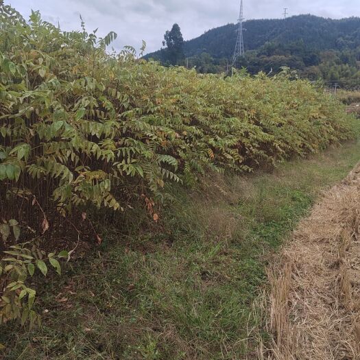 靖州县盐扶木苗又叫五倍子苗