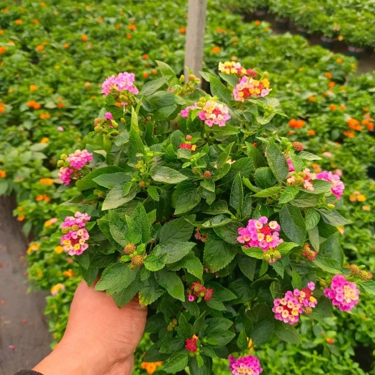 青州市五色梅各规格山东花卉批发