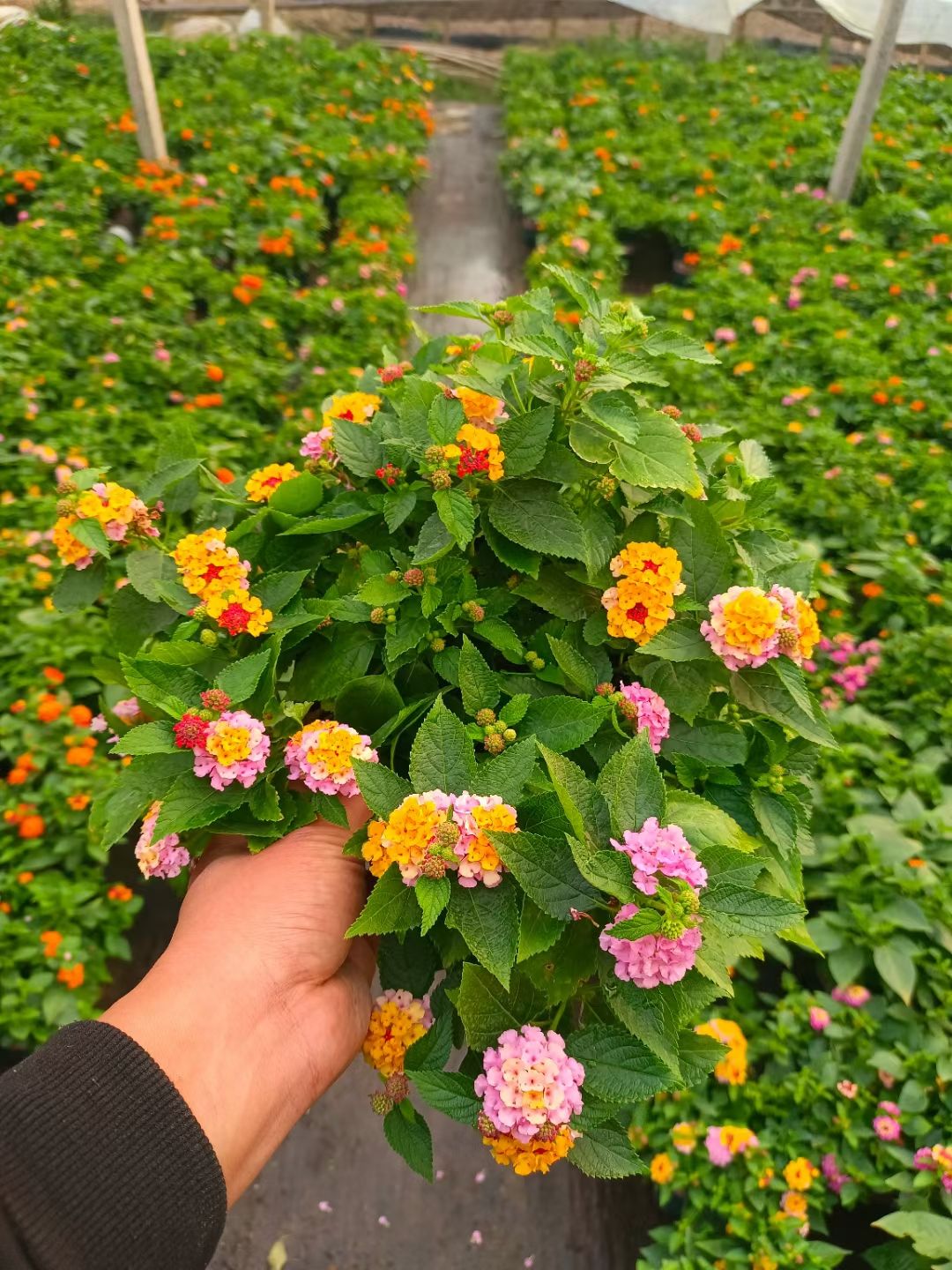 五色梅各规格山东花卉批发