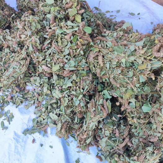 狸尾草 新货 多尾 大量批发 采摘 产地直发