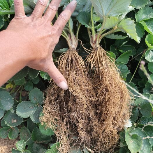 平邑县章姬 甜宝 奶香莓草莓苗 量多优惠 质量保证 现货现发！