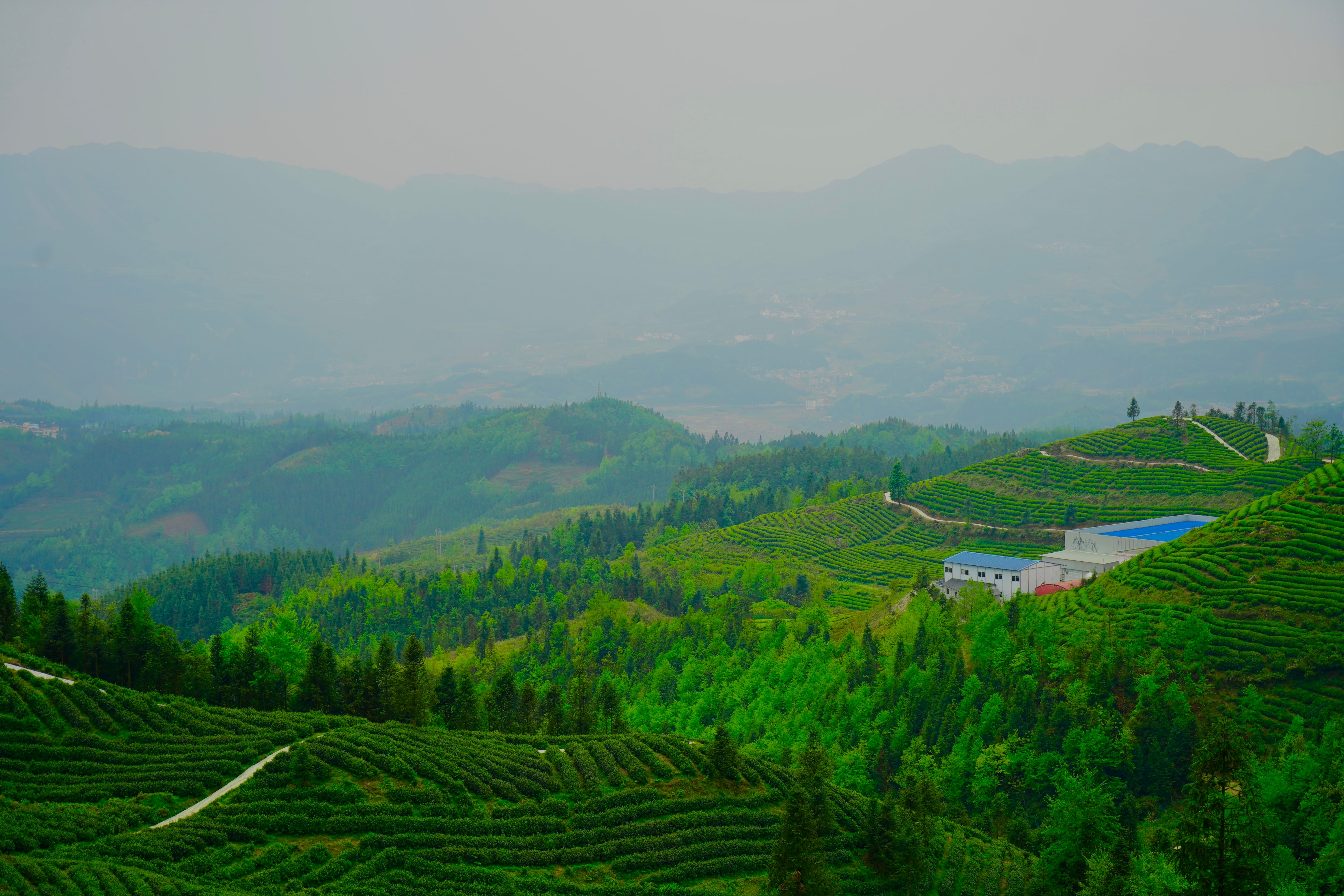 贵州省级示范性生态茶叶基地转让