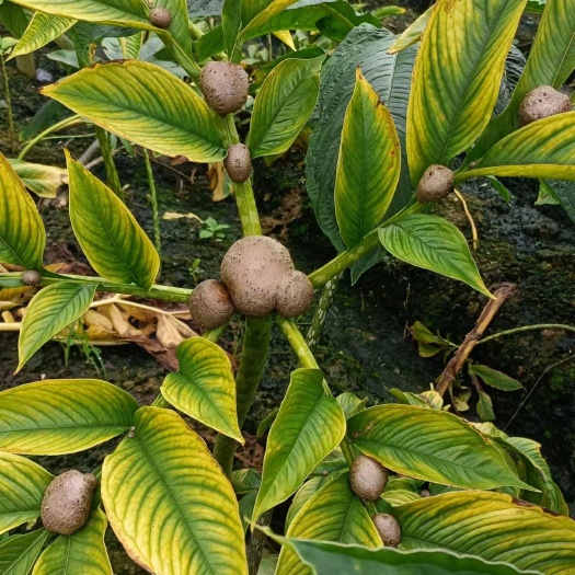 麻栗坡县魔芋专卖