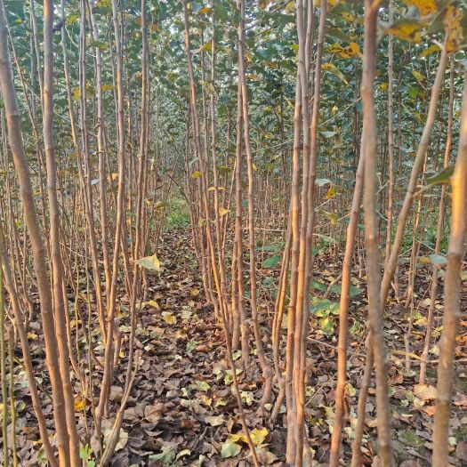 武陟县河南苹果苗批发