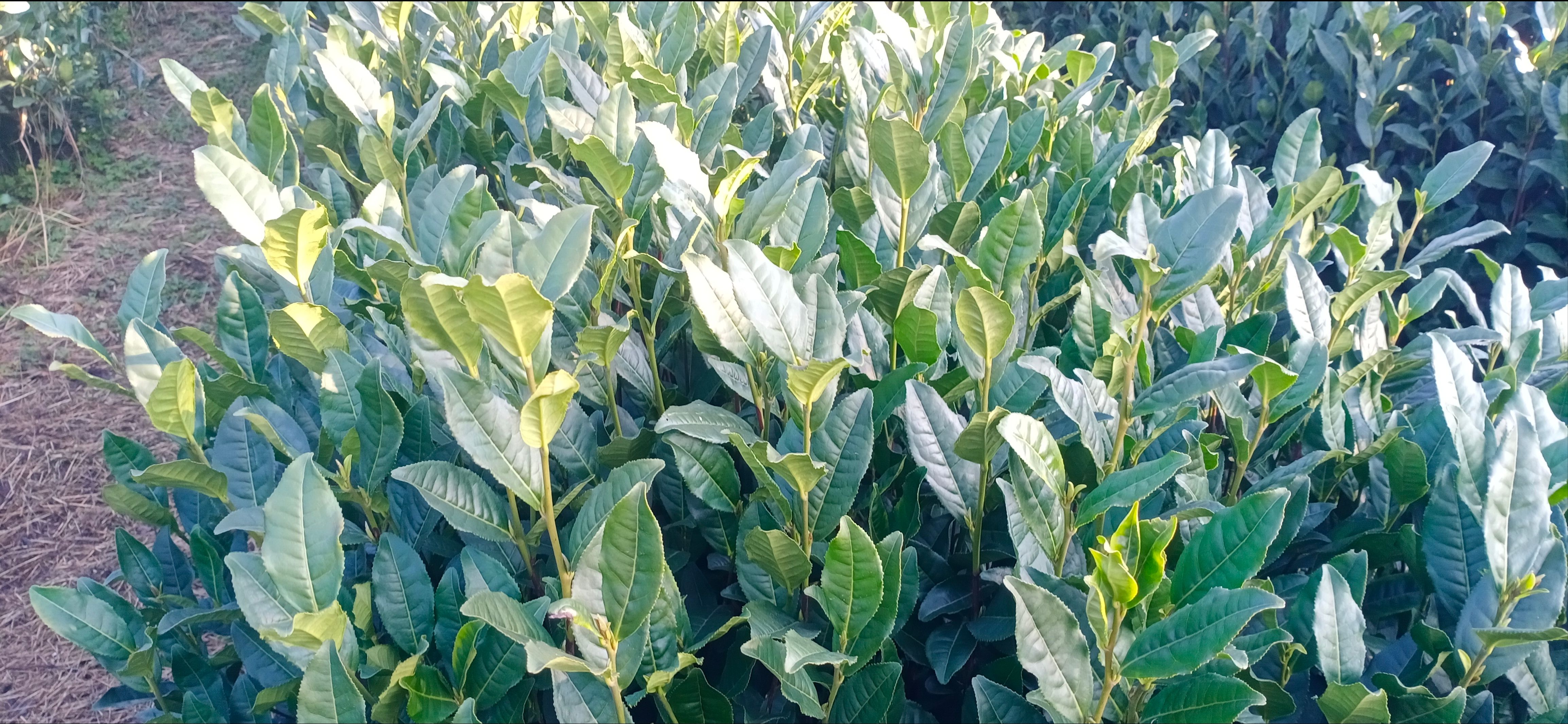贵州省级示范性生态茶叶基地转让