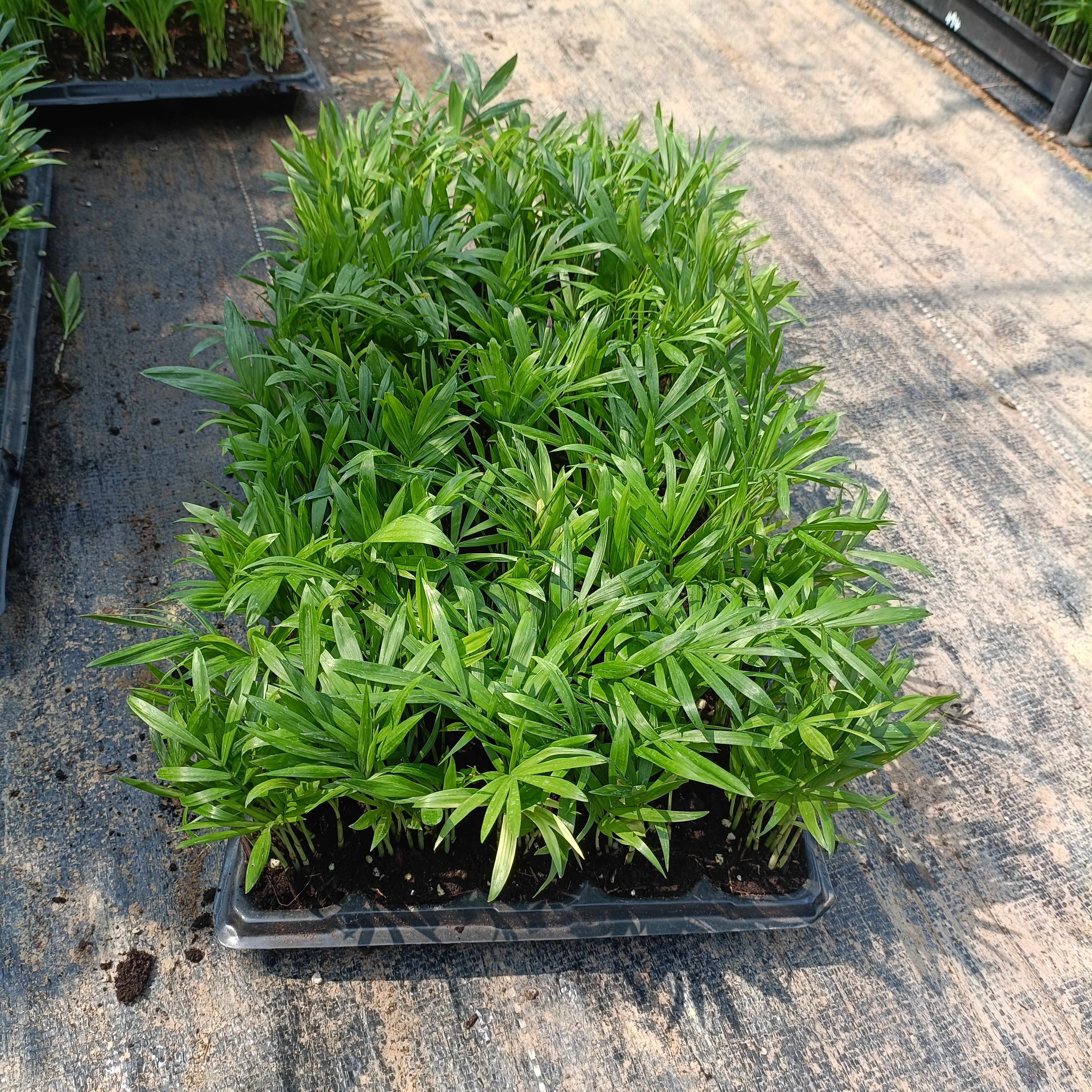 袖珍椰子穴盘苗孔筛苗团苗室内观叶花卉绿植净化空气美观