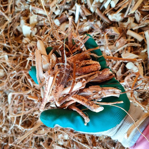 五指毛桃 3年货 统货切段  无硫 一手货源 产地直供