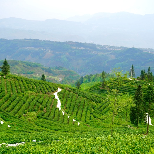晴隆县贵州省级示范性生态茶叶基地转让