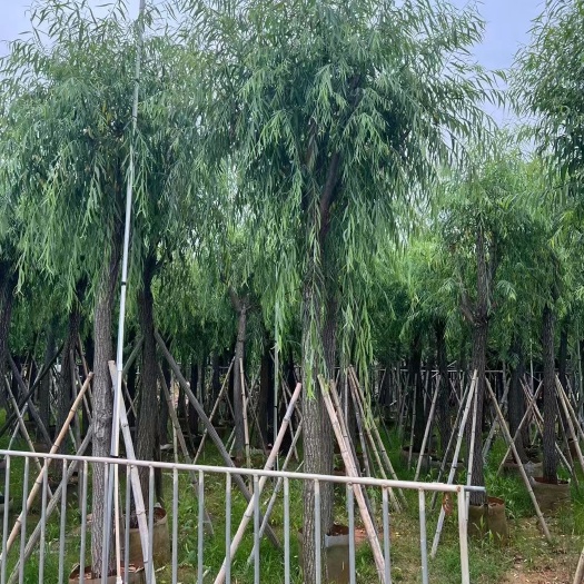 揭阳柳树5-24垂柳移植苗光棍发冒杨柳