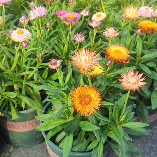 嘉善县麦秆菊蜡菊