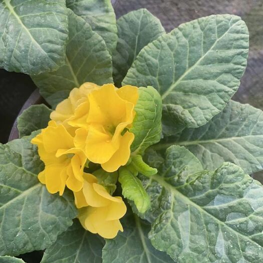 青州市报春花山东花卉苗木批发