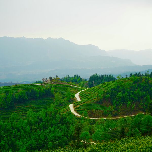 贵州示范性茶叶基地转让