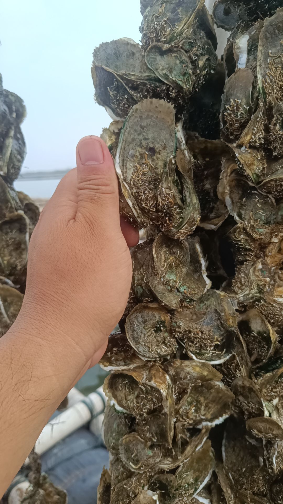 北海蚝苗