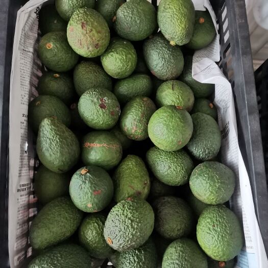 孟连县哈斯牛油果电商次果