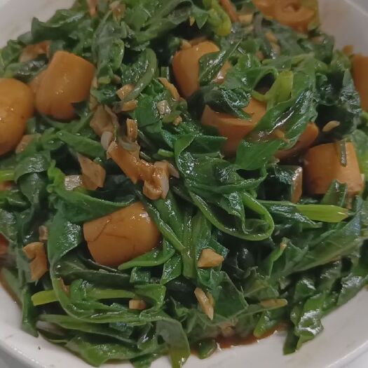 北京白子菜富贵菜明月草神仙草