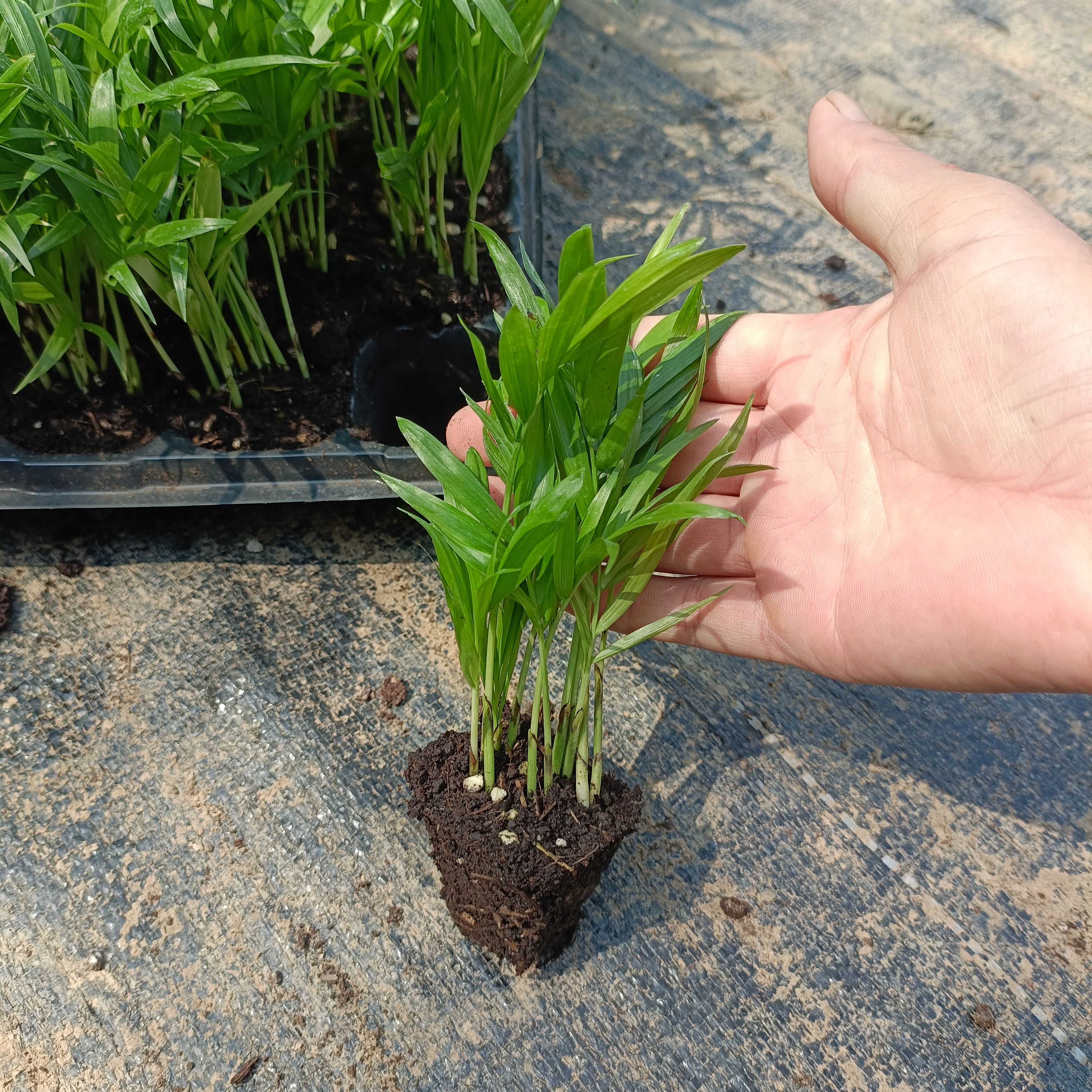 袖珍椰子穴盘苗孔筛苗团苗室内观叶花卉绿植净化空气美观