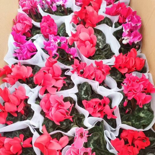 青州市仙客来各规格山东花卉批发