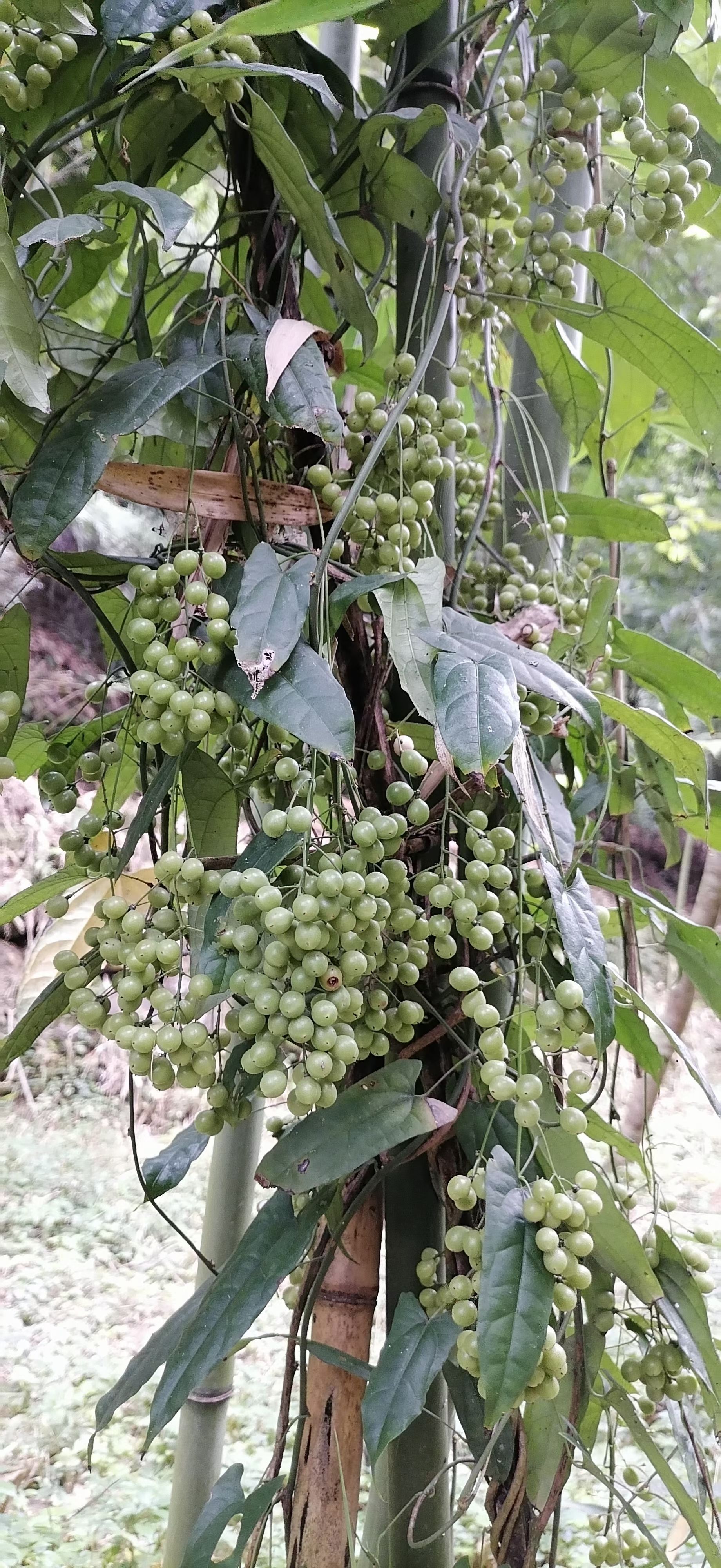 金果榄  鲜货种子 地苦胆种子今年的新种子