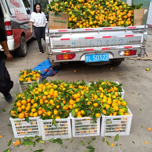 城固县秦岭密桔，富含Vc，入口青爽无渣，老少皆宜，改善人体心脑机能